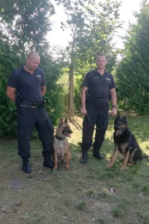dwaj umundurowani policjanci stoją, a obok nich stoją dwa psy rasy Owczarek Niemiecki
