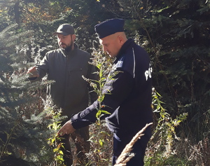 Policjant i leśnik oglądają gałęzie iglaka.