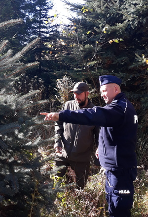 Policjant i leśnik w lesie. Policjant wskazuje palcem na gałęzie drzewa iglastego.