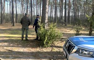 Policjanci w trakcie wspólnych działań ze Strażą Leśną